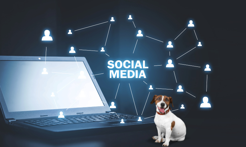 Come utilizzare i social media per la promozione di prodotti per animali domestici?